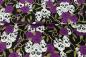 Mobile Preview: Baumwolldruck Totenköpfe mit lila Blüten